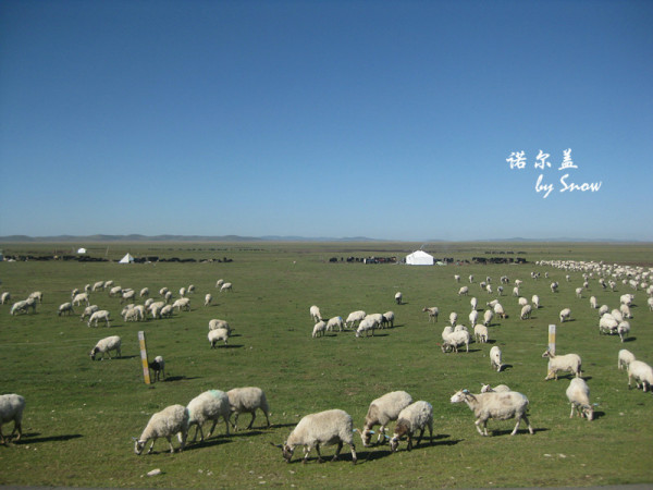 草原上七见牛羊,三五成群十双在打一正确生肖全面释义、深度解答解释落实